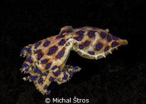Blue-Ringed Octopus by Michal Štros 